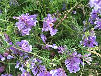 Sibillini - Flora and Fauna